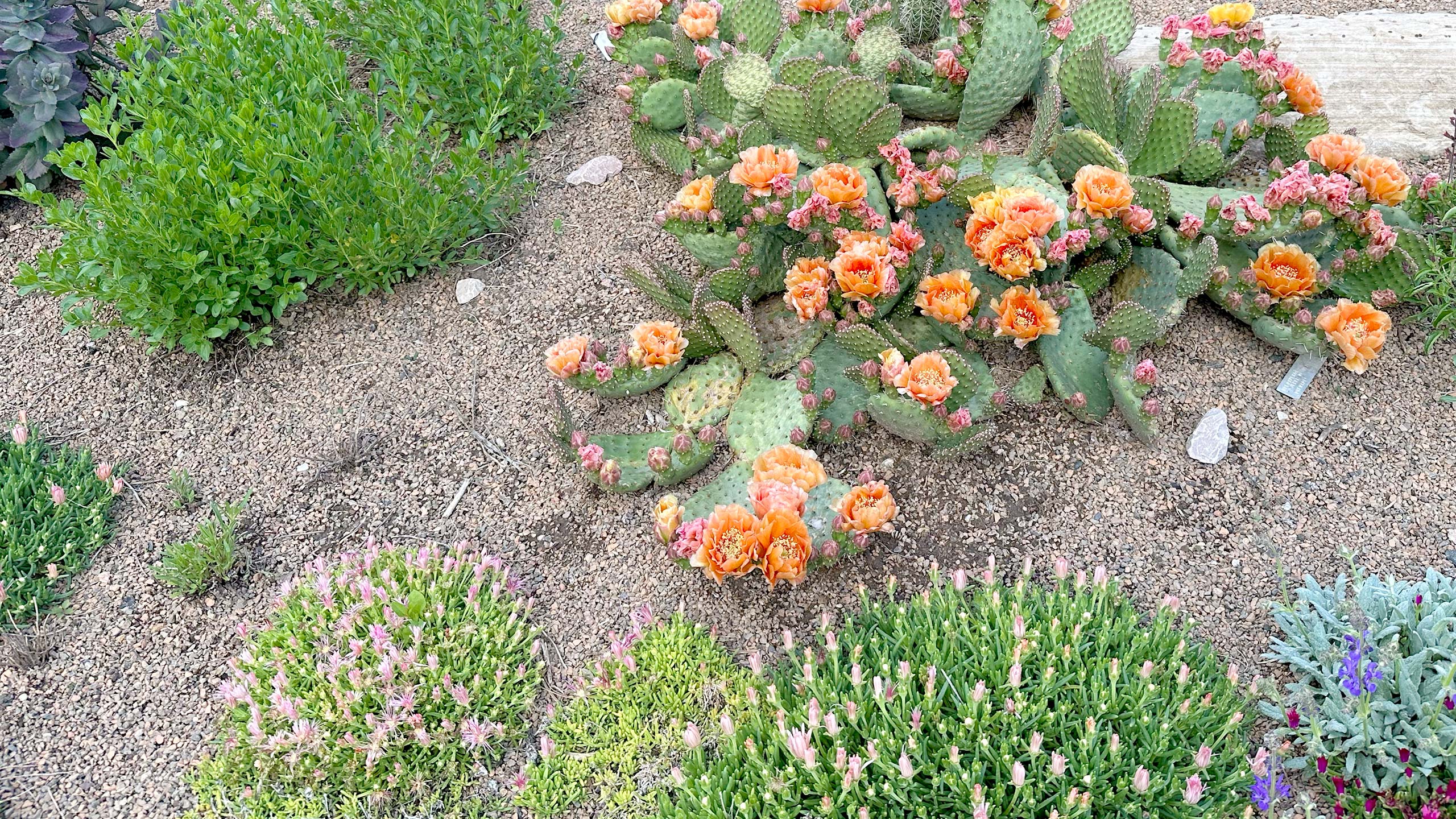 What is xeriscaping? Planting smarter while saving water.